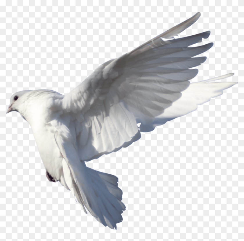 Free Png Download Pigeon Fly Hd Png Images Background - Palomas En El Cielo Png Clipart #8633