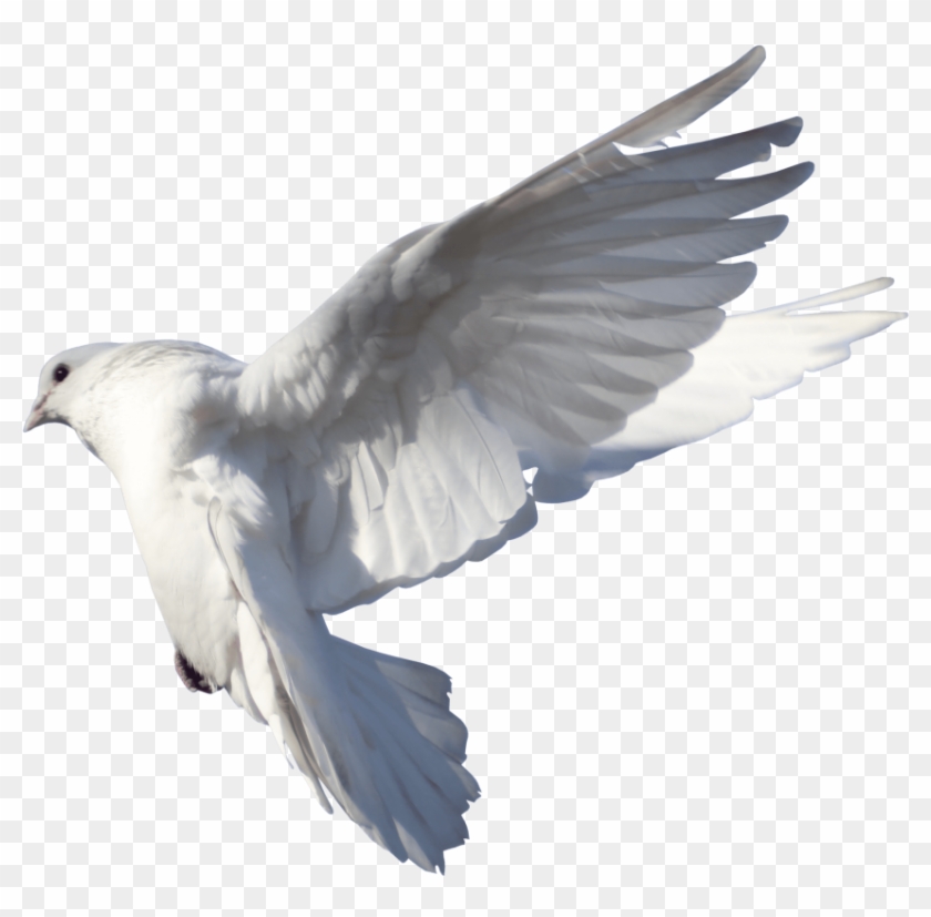 Free Png Download Pigeon Fly Hd Png Images Background - Palomas En El Cielo Png Clipart