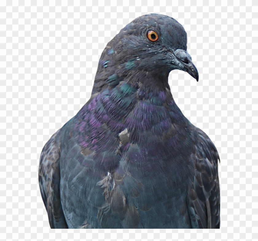 Dove, Homing Pigeon, Animal, Bird, Nature, Bill, Fly - Homing Pigeon Clipart