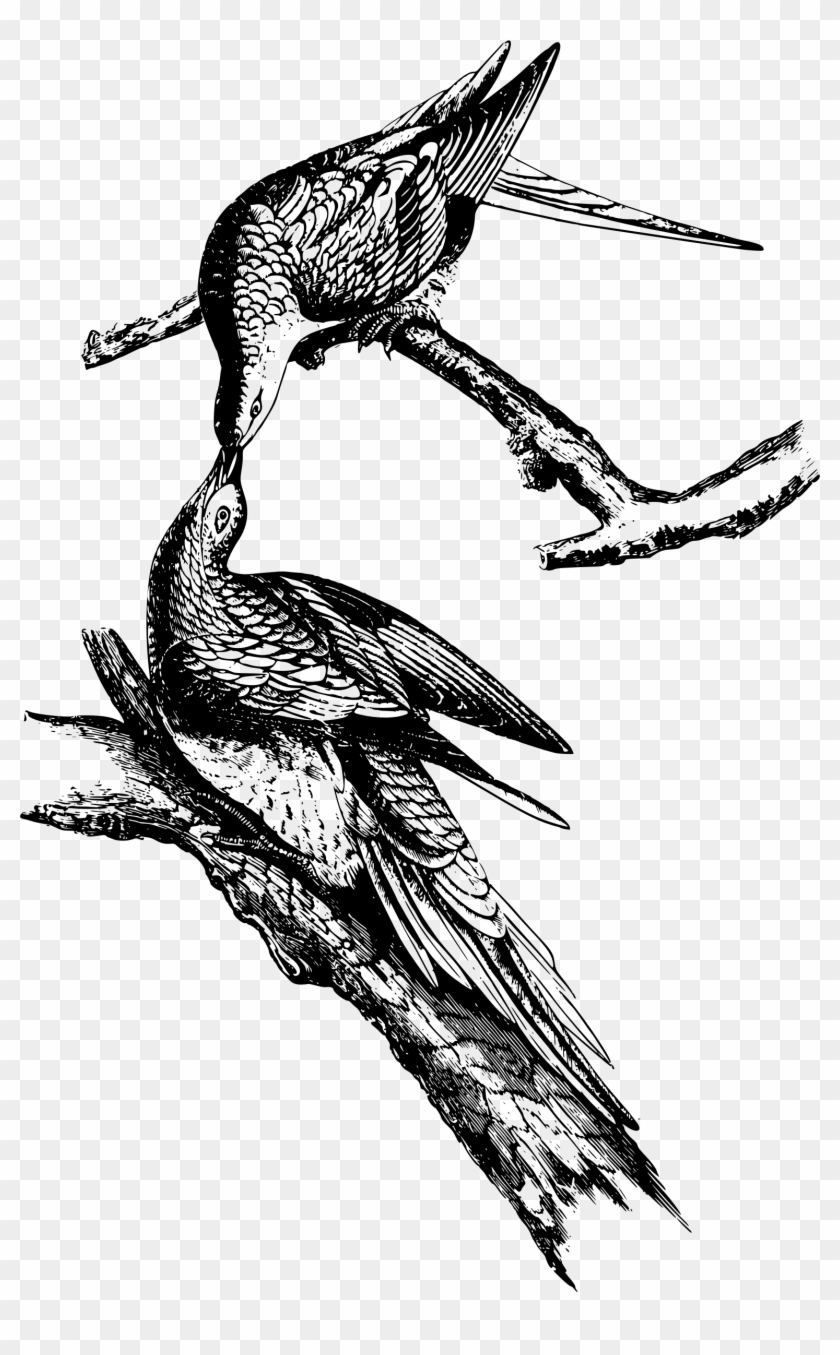 This Free Icons Png Design Of Wild Pigeon Clipart