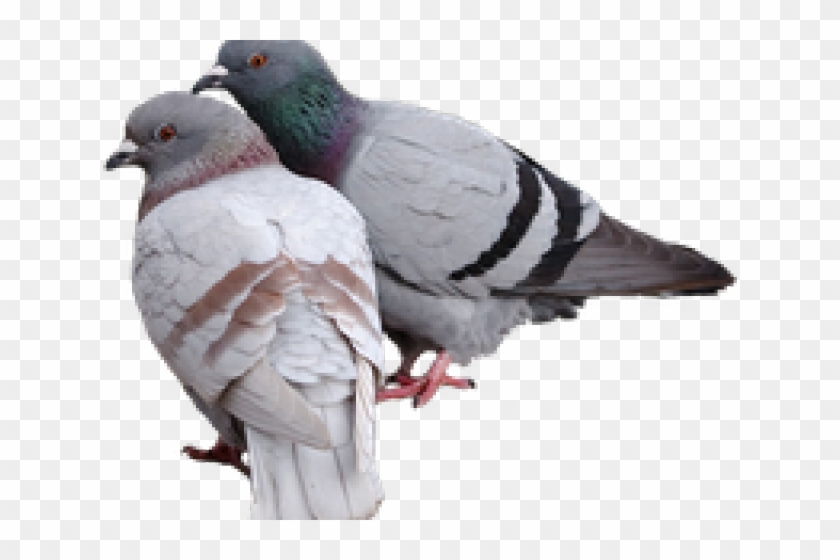 Pigeons And Doves Clipart #8833
