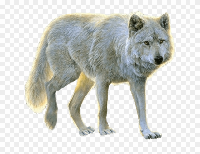 Free Png White Wolf Png Images Transparent - Transparent Wolf Png Clipart