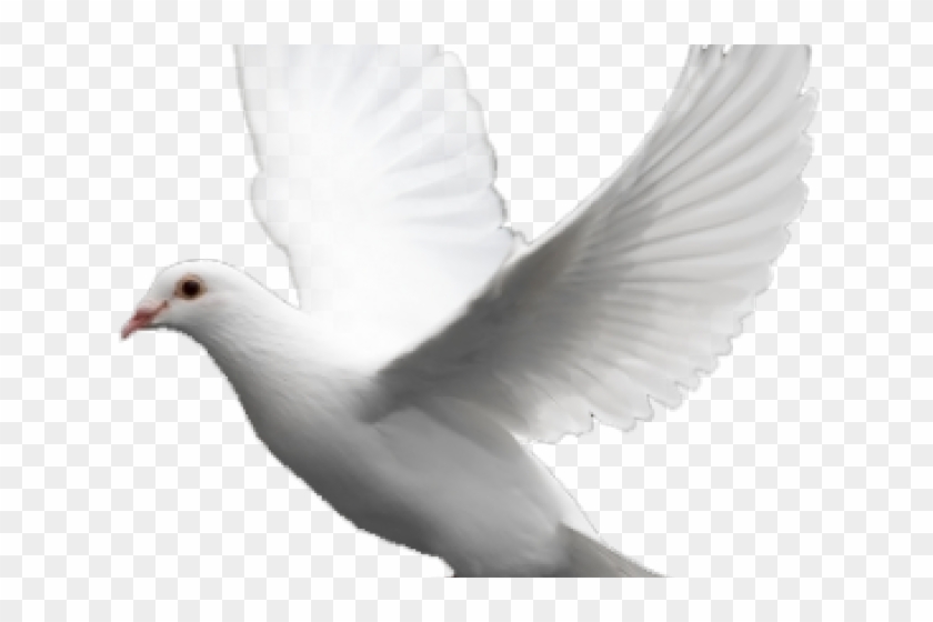 Pigeon Png Transparent Images - Pegion Png Clipart