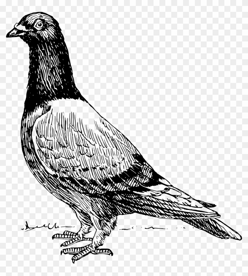 This Free Icons Png Design Of Pigeon 2 Clipart #9049