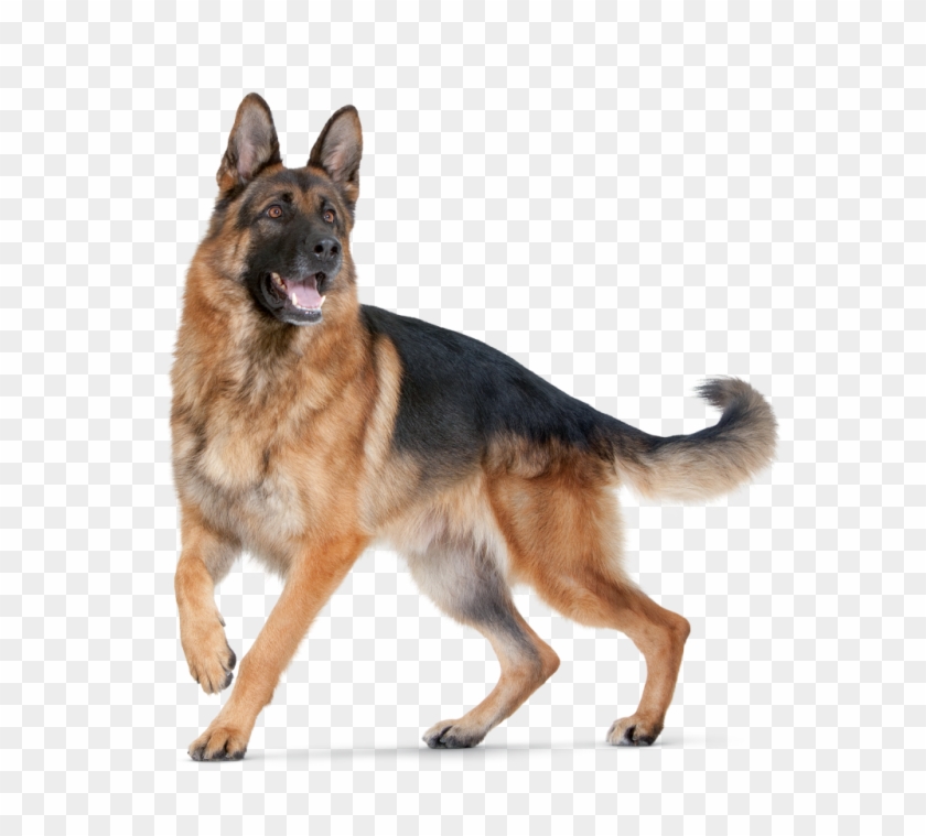 Png Hd Dogs - German Shepherd Dog Png Clipart #915