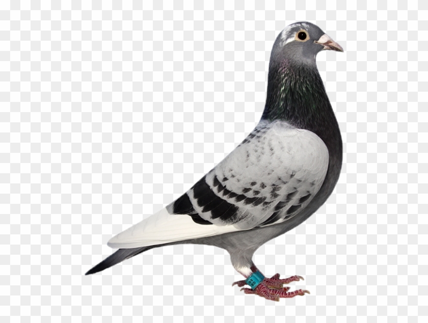 News - Rock Dove Clipart