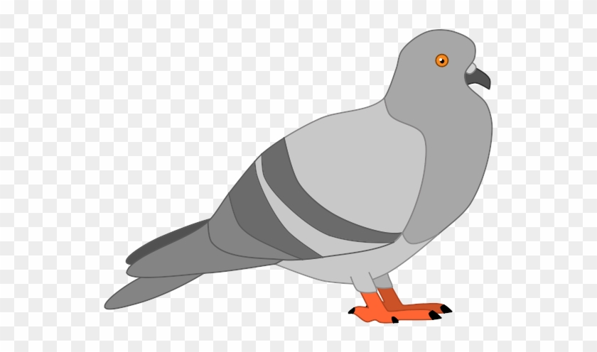 Rock Dove Clipart #9388