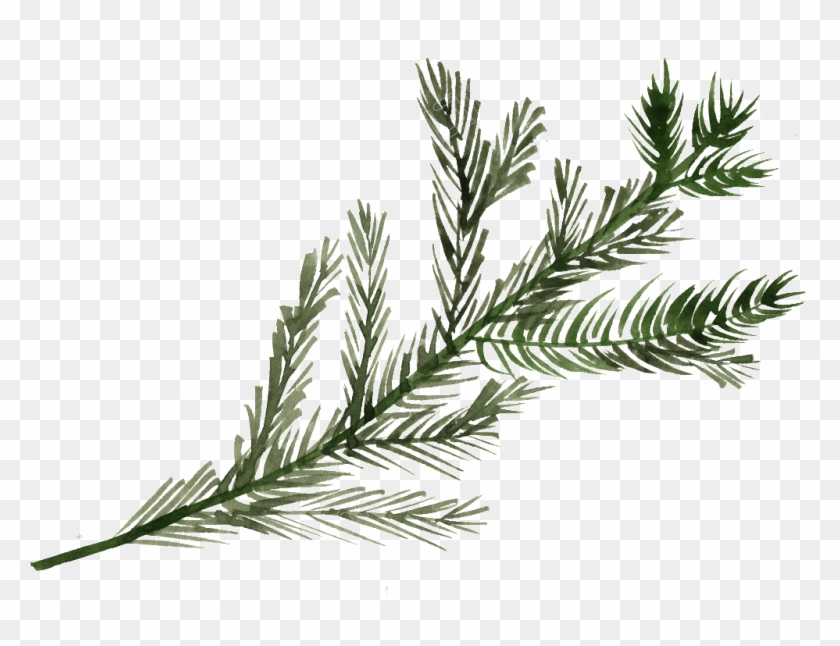 Pine Tree Branch Png Clipart