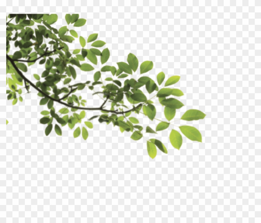 Free Png Download Branch Png Png Images Background - Leaves And Branches Png Clipart #10650