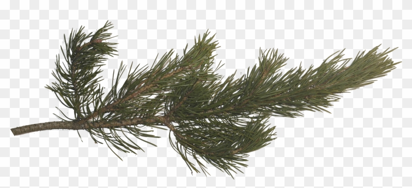 Pine Branch, Pine Tree, Tree Branches, Pictures Images, Clipart #10781