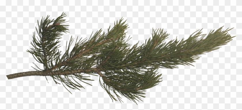 Pine Branch, Pine Tree, Tree Branches, Pictures Images, Clipart