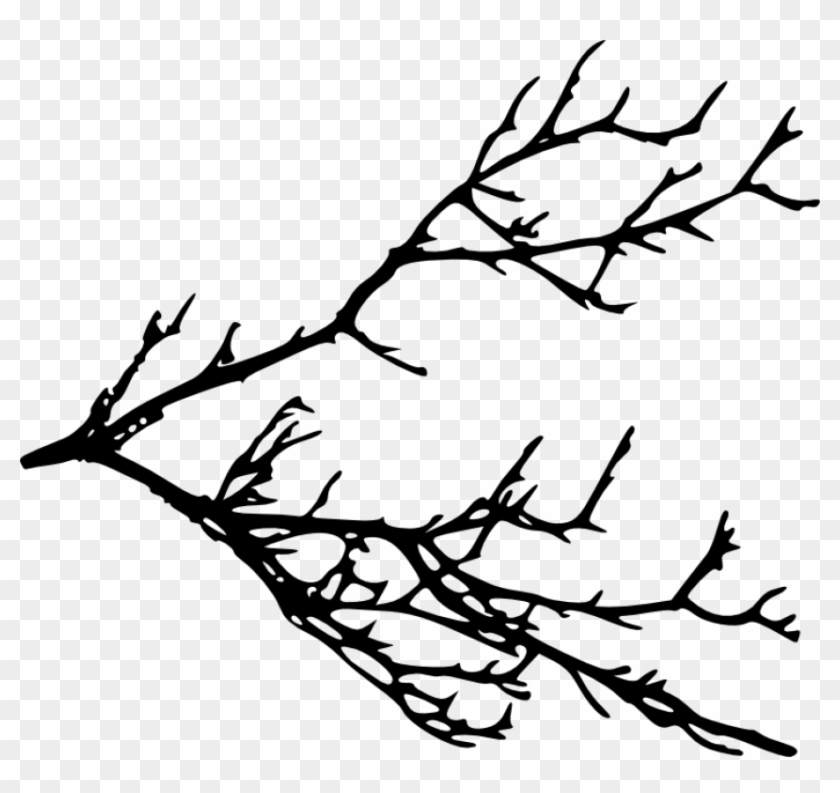 Free Download - Transparent Background Tree Branches Clipart #10922