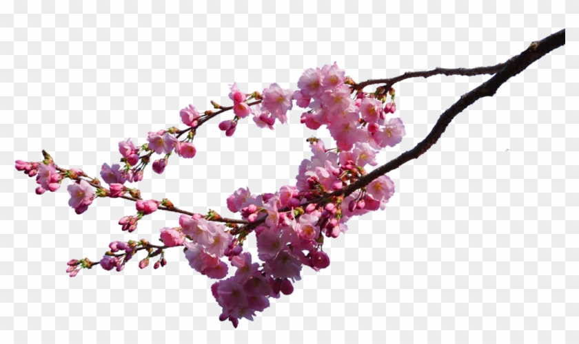 Branches Png Cherry Blossom Transparent Background Clipart Pikpng