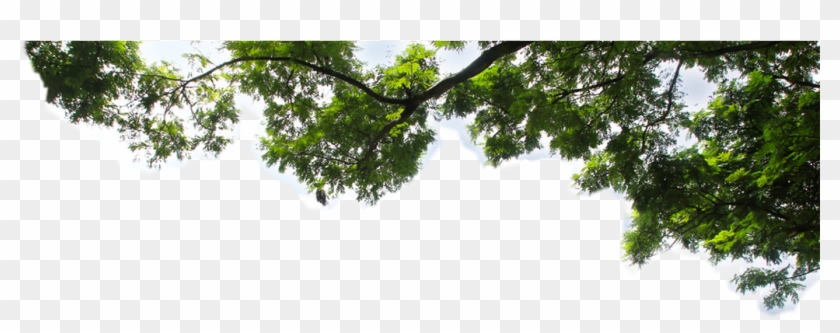 Tree Branch Png Clipart