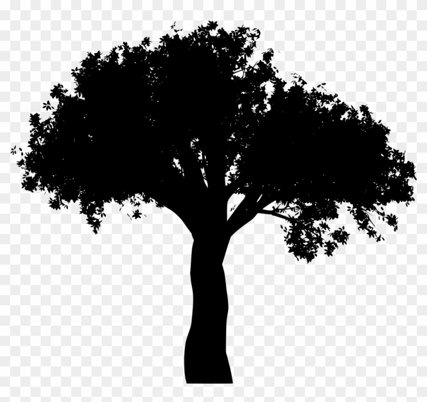 Download Png - Hojas De Arbol Cayendo Hd Png Clipart #11968
