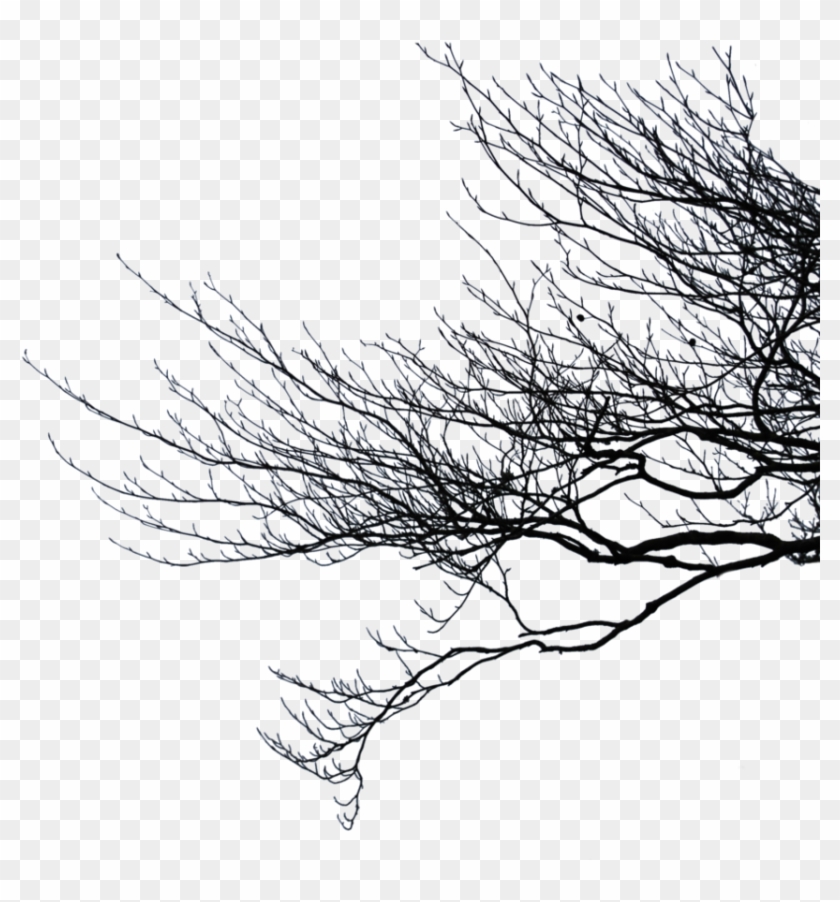 Portfolio - Tree Branch Silhouette Png Clipart #12038