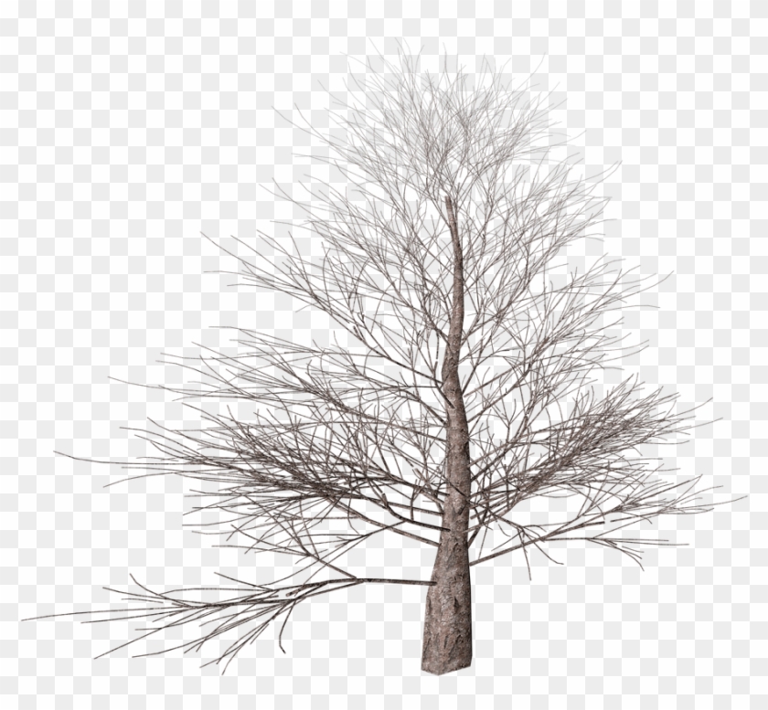Winter Tree - Winter Tree No Background Clipart
