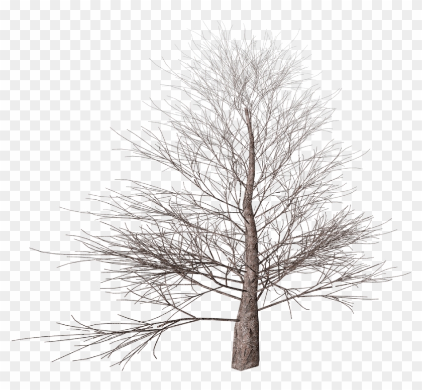 Winter Tree - Winter Tree No Background Clipart #12106