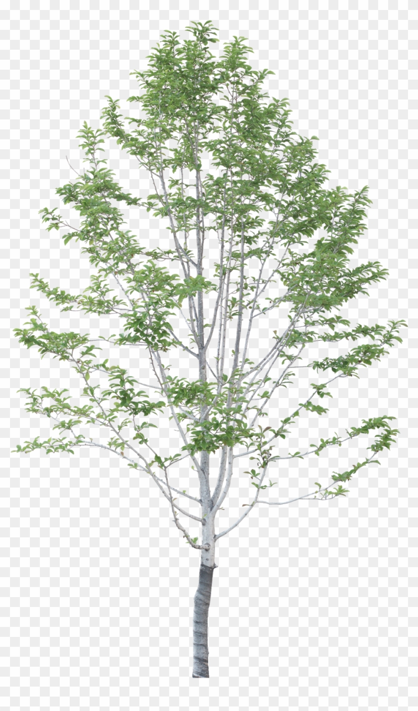 #tree #branches #leaves #palm Tree #autumn Tree #tree - Casa Koshino Tadao Ando Clipart #12186