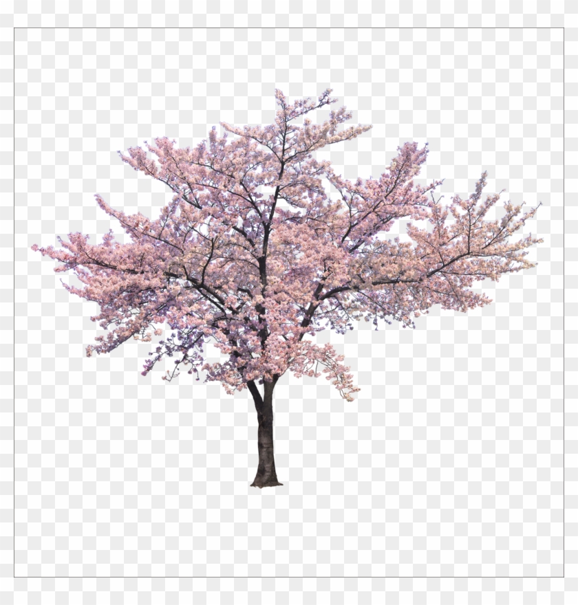 Download Blossom Cherry Tree Trees Branch Png File - Cherry Blossom Tree Png Clipart