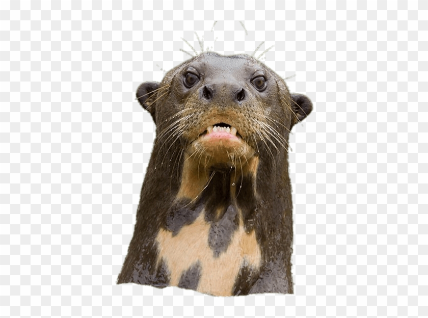 Angry Giant River Otter - Marine Mammal Clipart #12785