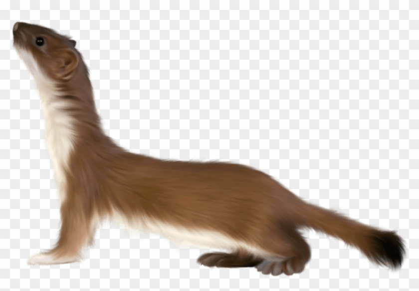 Free Png Otter Png Art Picture Png Images Transparent - Small Animals Transparent Background Clipart