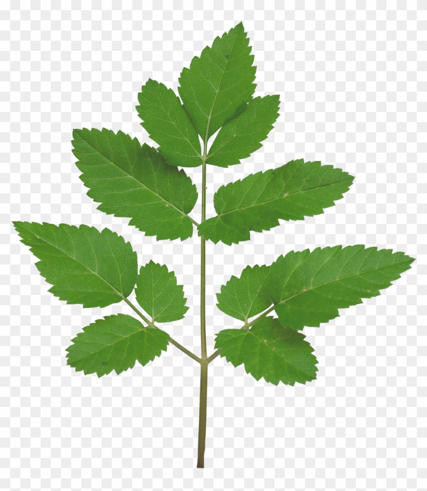 Vegetation Smallplant 21 - Leaves Branch Tree Texture Clipart