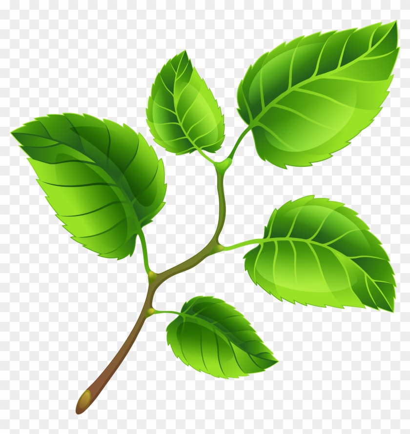 Spring Branch Png Clip Art Image Transparent Png #12927