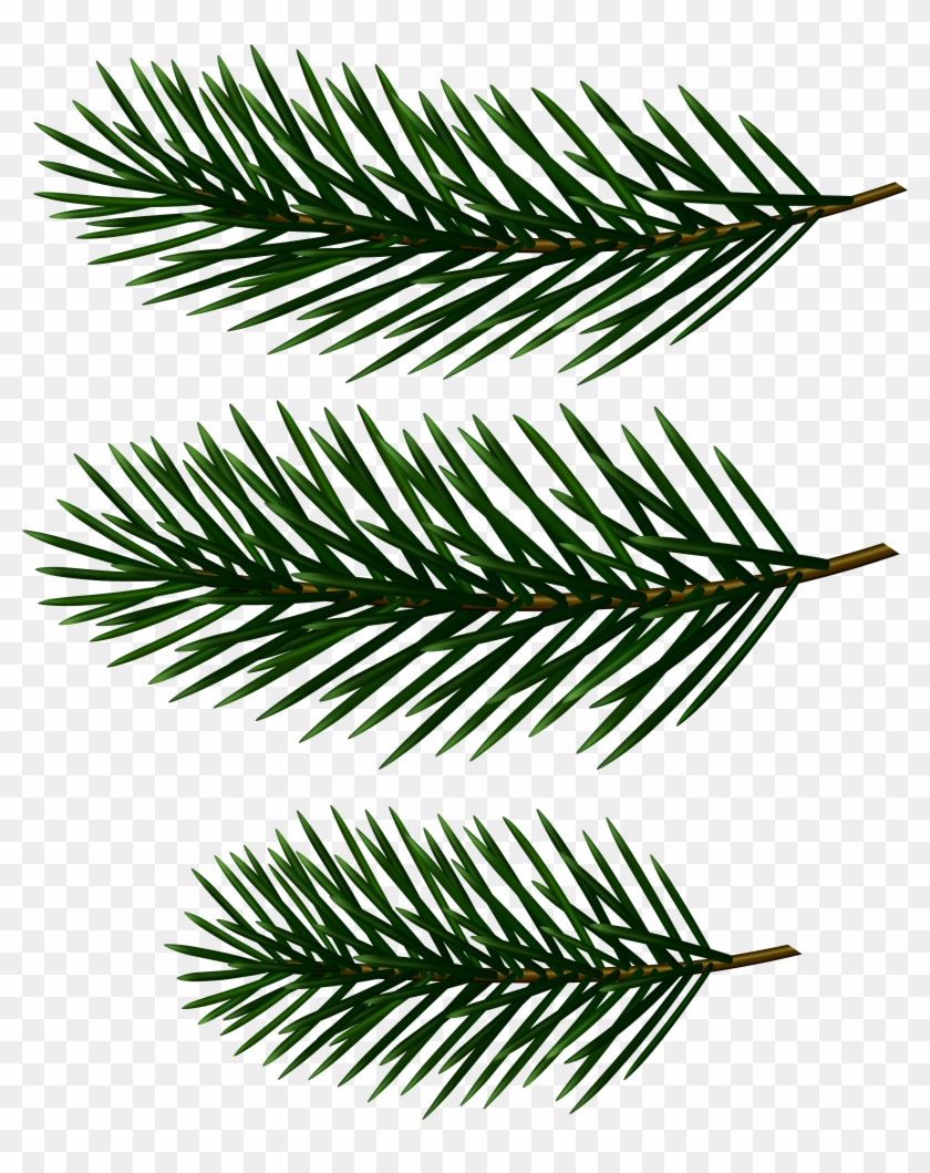 Pine Tree Branches Decor Clip Art Image - White Pine - Png Download