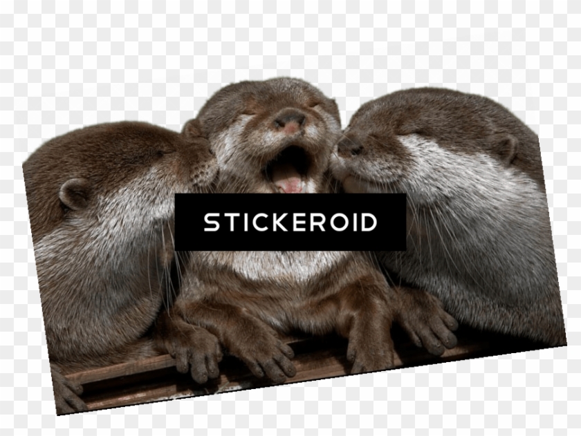 Cuddling Otters - Otter Kiss Clipart