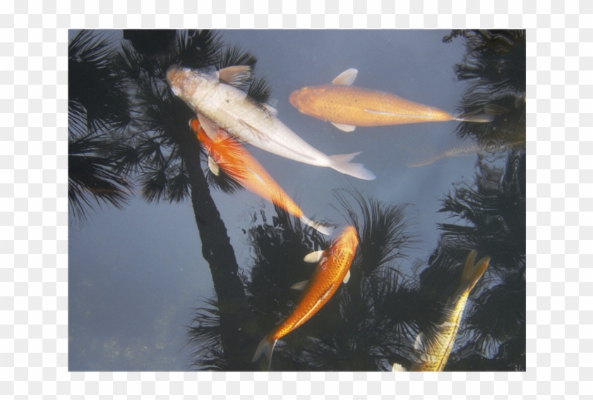 Giclée Photography By Stephen Kline - Fish Pond Clipart