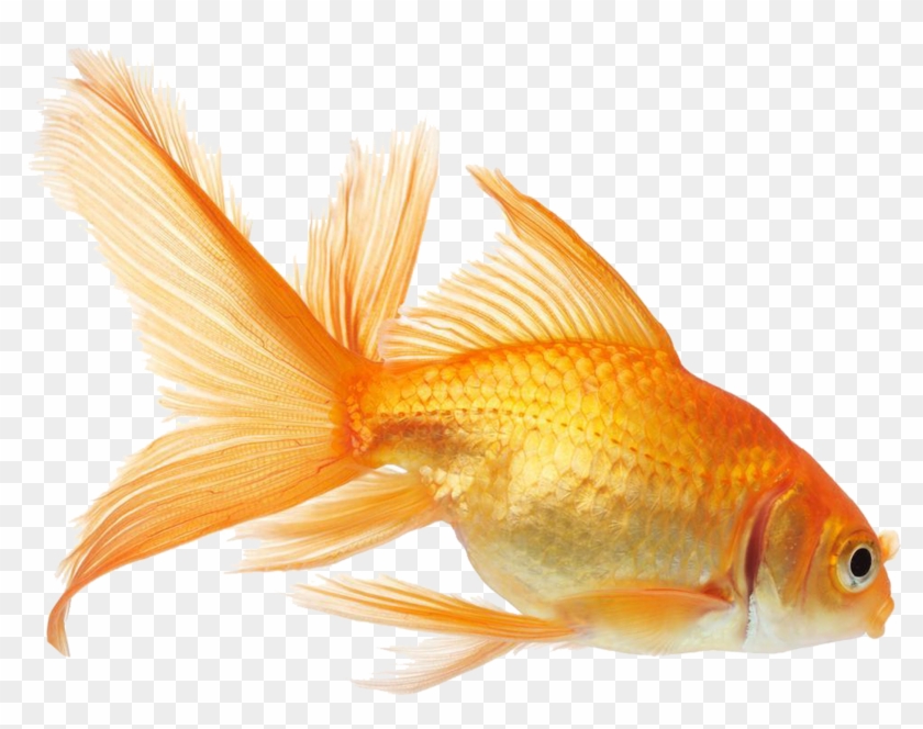 Clipart Transparent Stock Goldfish Vector - Aquarium Fish Png