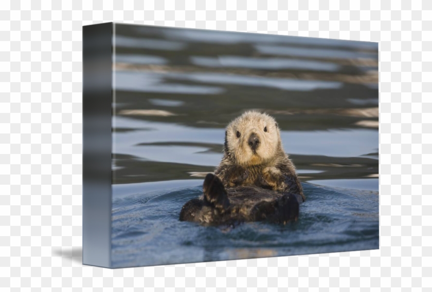 Floating On Its Back In Prince William - Otter Floating On Back Clipart #13772