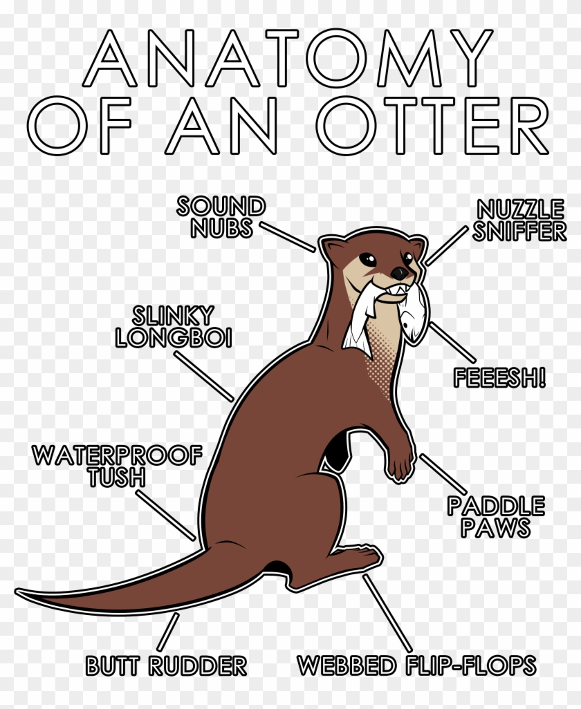 Anatomy Of An Otter2 - Otter Anatomy Clipart