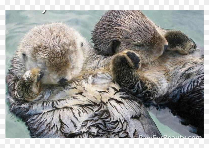 Did You Know That Otters Hold Each Other's Hands When - Sea Otters Holding Hands Clipart #13870