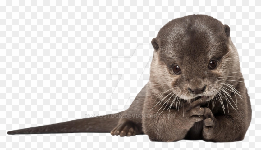 Otter On A Transparent Background - Otter Png Clipart #13942