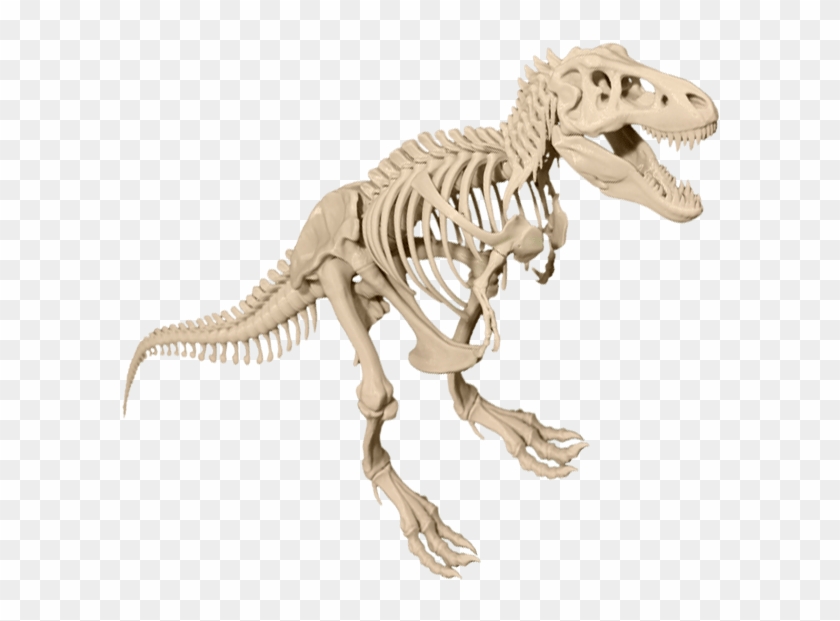 T-rex Skeleton Dinosaur Transparent Image - T Rex Skeleton Png Clipart #14042