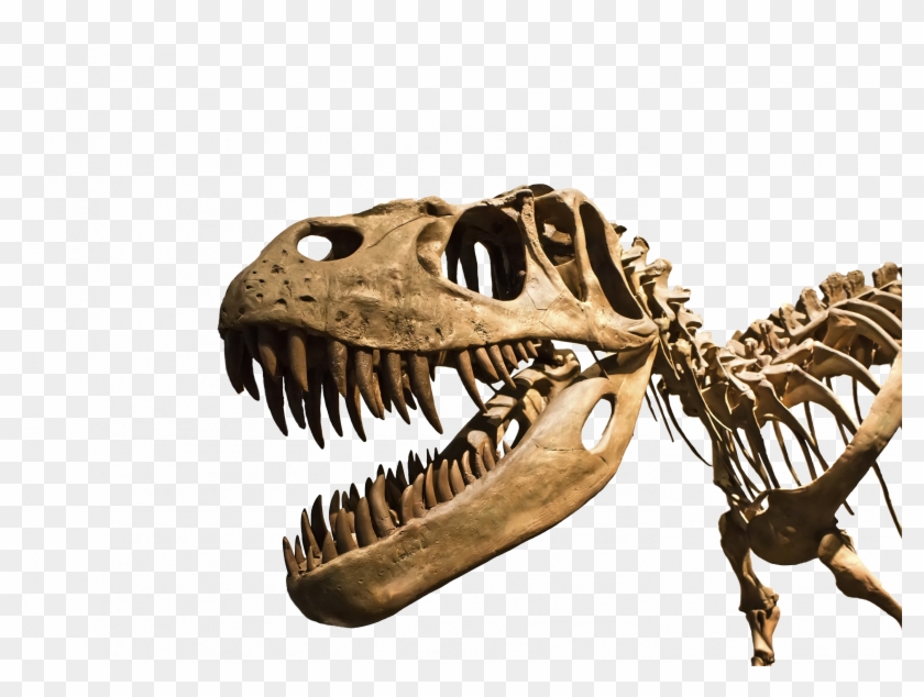 Trex - T Rex Fossil Png Clipart #14209