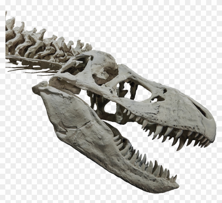 T-rex Head And Upper Body Skeleton Clipart #14234