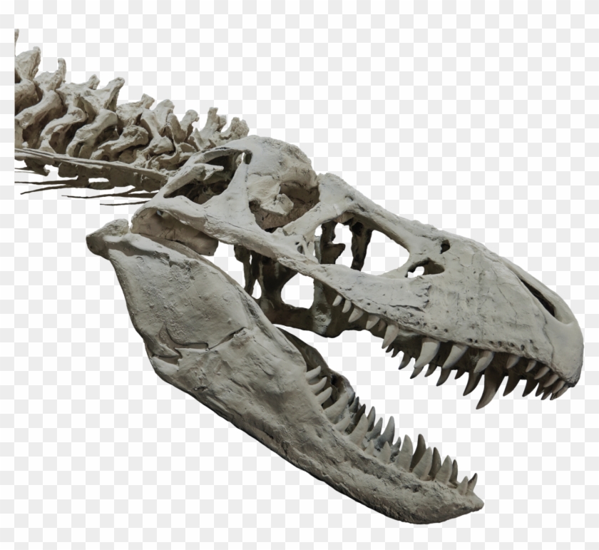 T-rex Head And Upper Body Skeleton Clipart