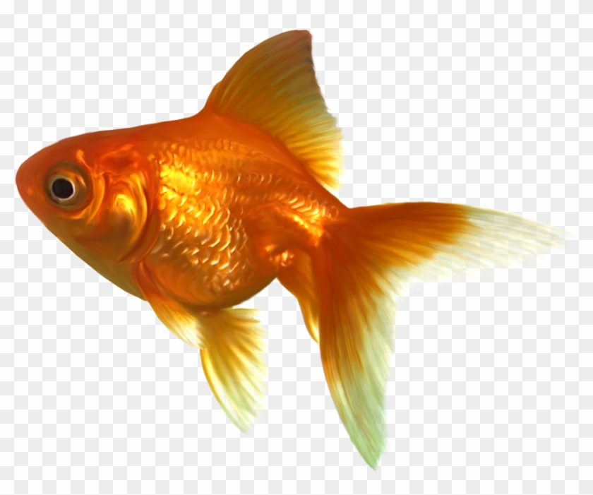 Goldfish Png Clipart #14249