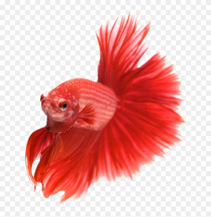 Philippines, Columbia, Brazil, Peru, Hawaii And Australia - Aquarium Fish Images Png Clipart
