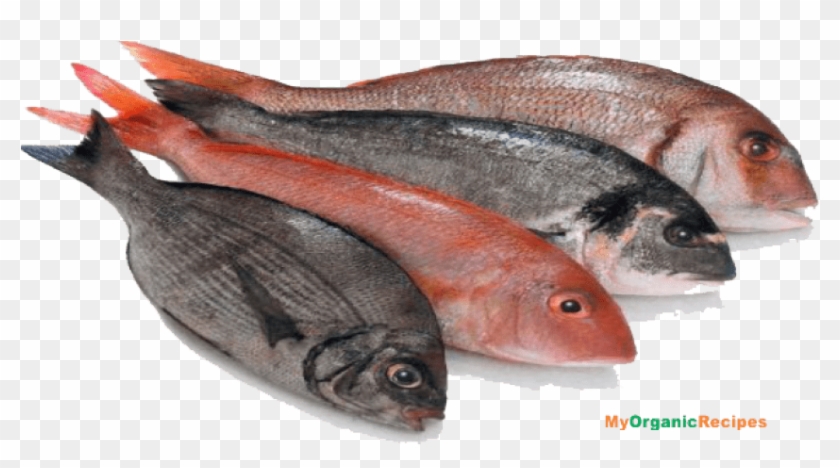 Free Png Download Fish Meat Png Images Background Png - Fish Meat Clipart #14364