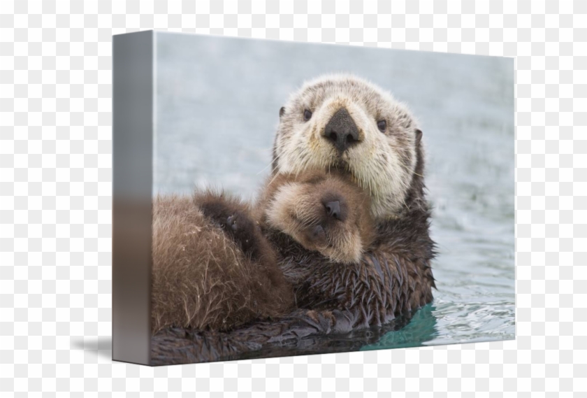 Female Sea Otter Clipart