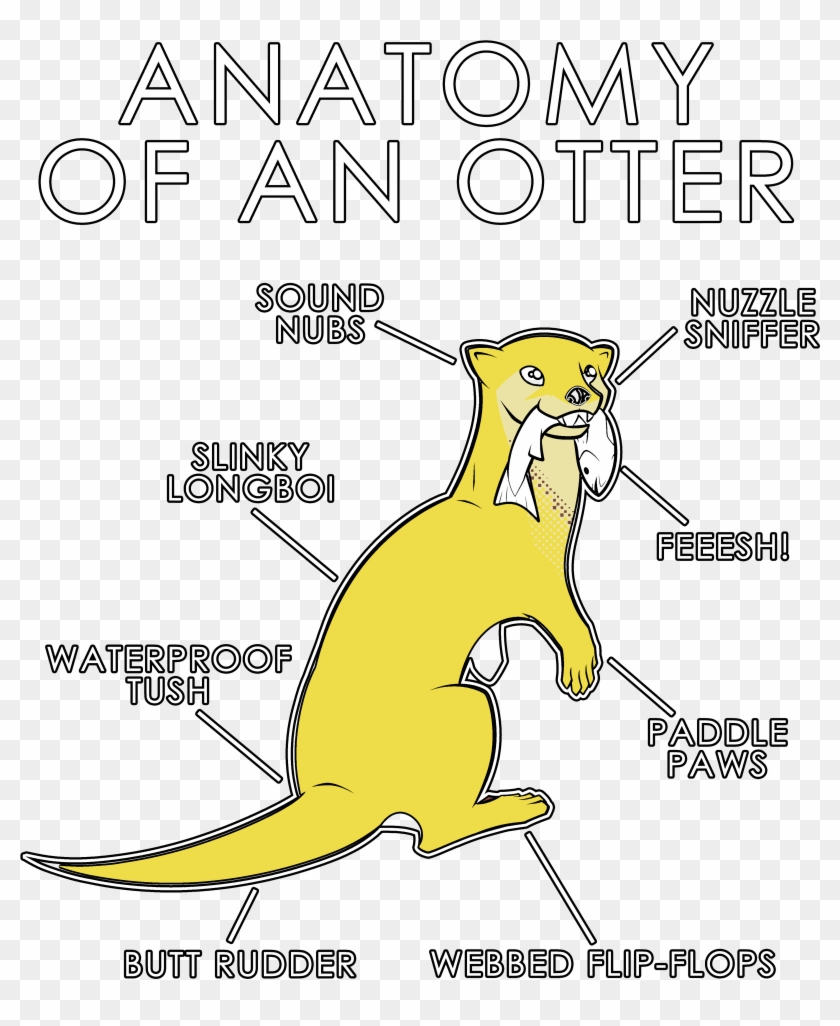 Anatomy Of An Otter Clipart (#14685) - PikPng