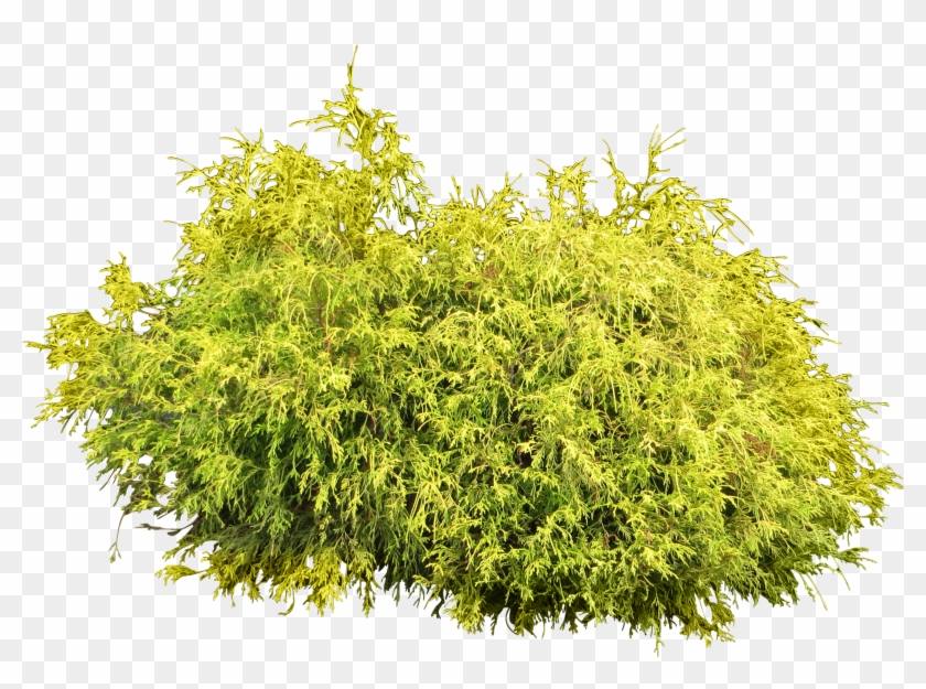 Bush Plant Png Image - Bushes Png Clipart #14787