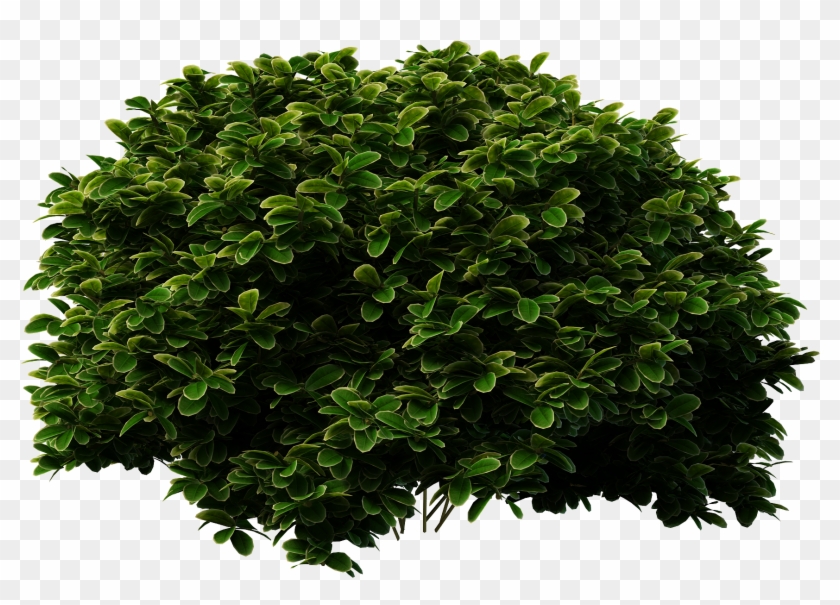 Free Icons Png - Shrub Png Clipart #14878