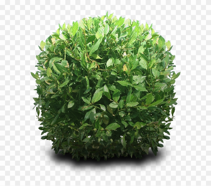 Shrubs Png - Bushes Png Clipart
