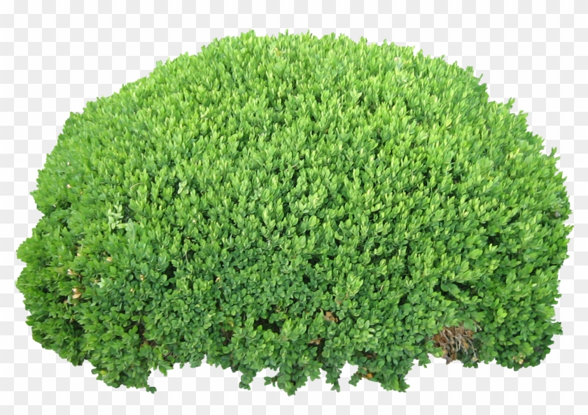 Shrubs Png - Bush Png Clipart