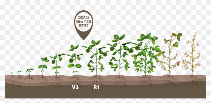 Plant Soybeans Crop Bean Growth Green Growing Clipart - Soybean Crop Stages - Png Download